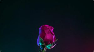 Relationship Astrology Reading North London